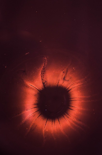 eye, red, iris, pupil, macro